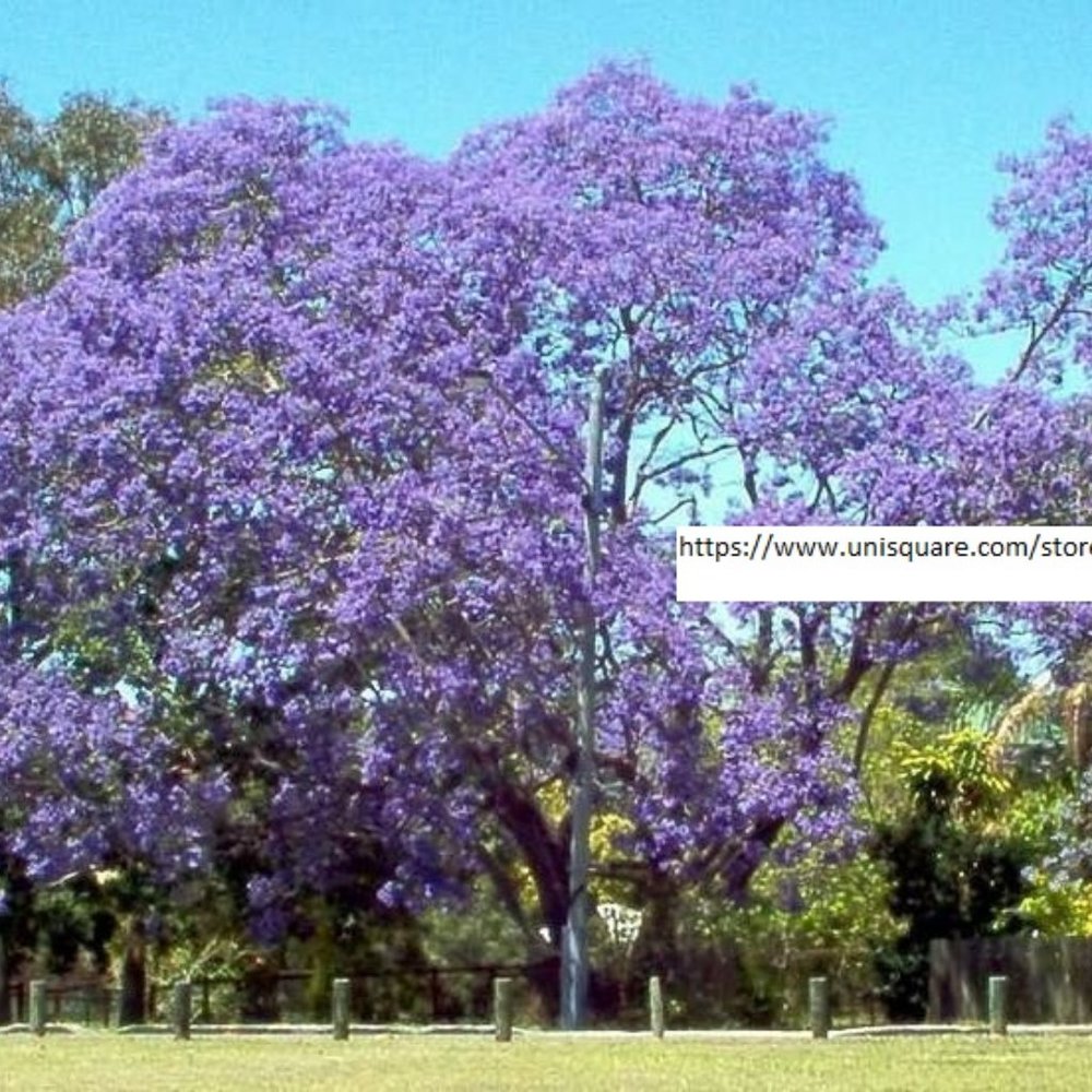 Jacaranda Mimosifolia Seeds - Tree Seeds - BOGO
